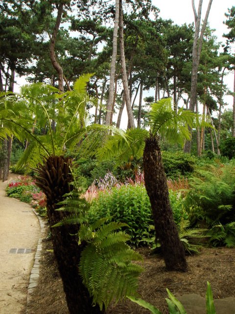 Dicksonia antarctica